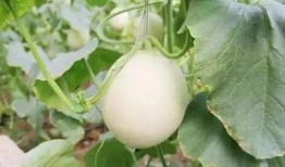 武穴网红吃瓜事件,网络舆论的风暴与反思